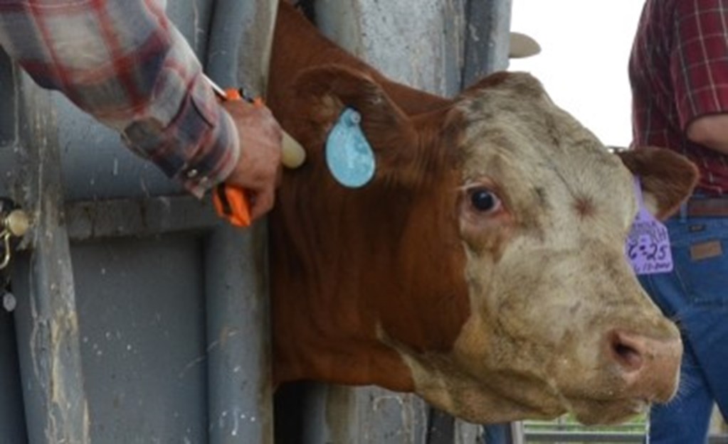 Warning Against Modified mRNA Vaccines for Cattle