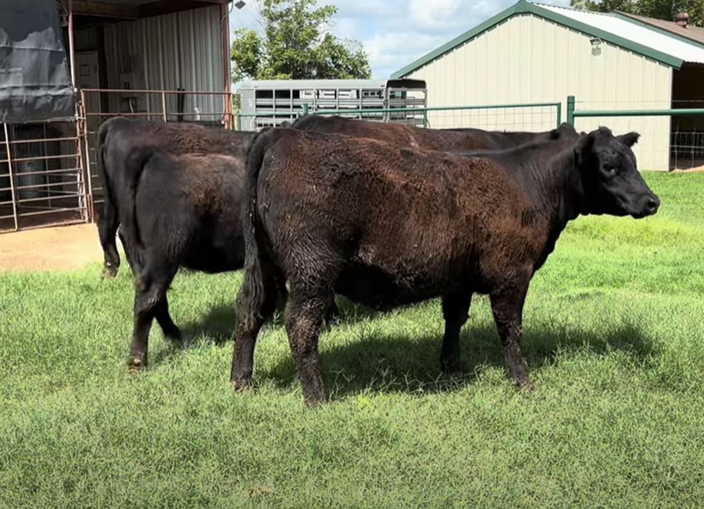 Cattle Range Listing Photo