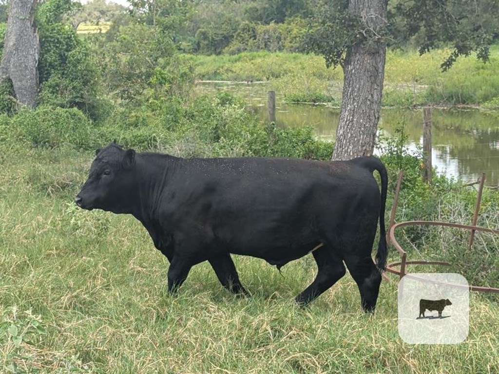 Cattle Range Listing Photo