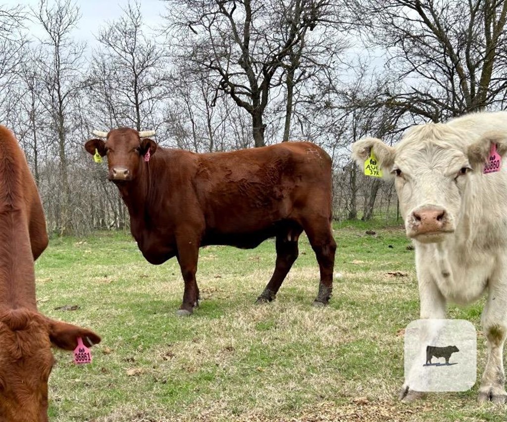 Cattle Range Listing Photo