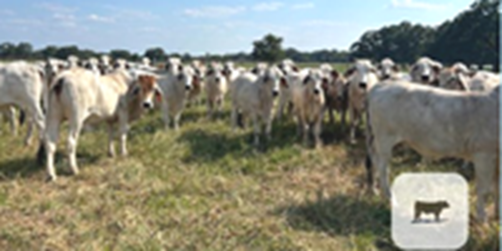 85 Brahman Rep. Heifers... East TX