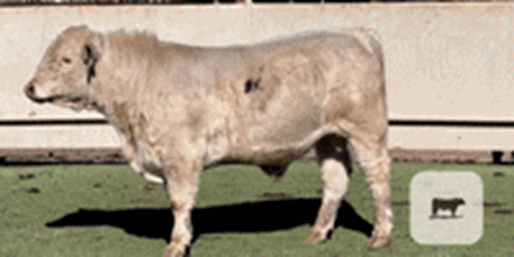 3 Charolais Bulls for Sale or Lease... Central TX