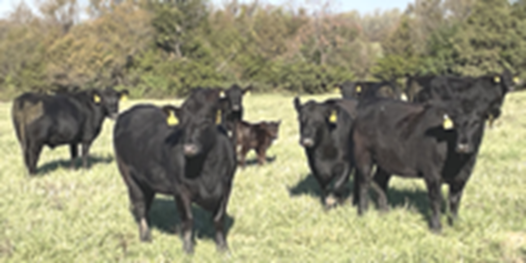 44 Angus & Black Baldy Cows... Southwest MO