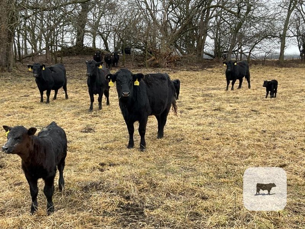 Cattle Range Listing Photo