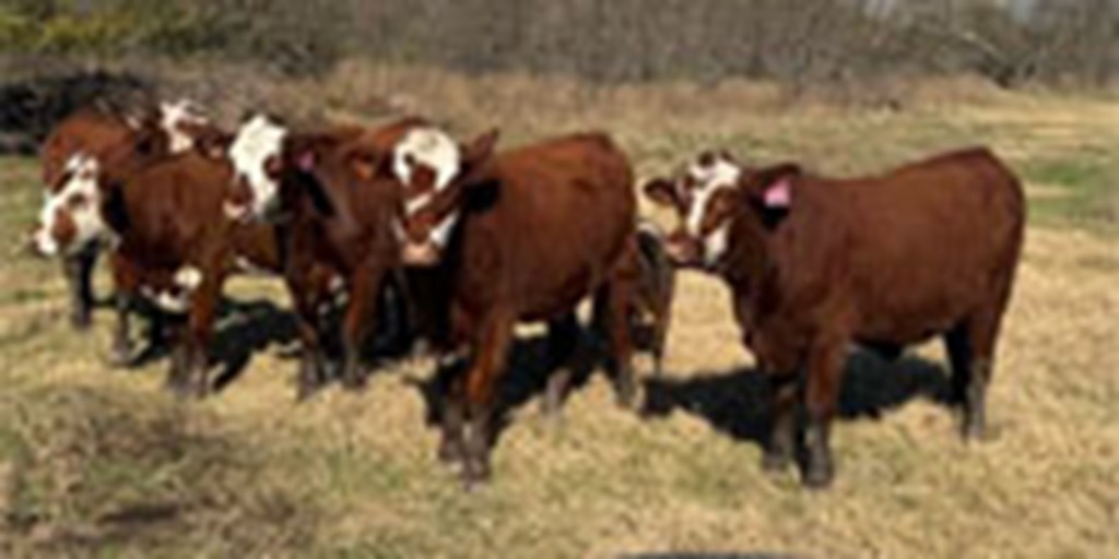 6 Star 5 Hereford/Santa Gertrudis Bred Heifers... Northeast TX