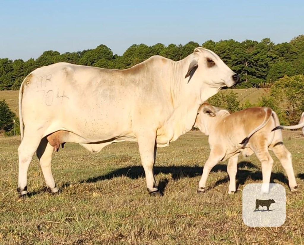 Cattle Range Listing Photo