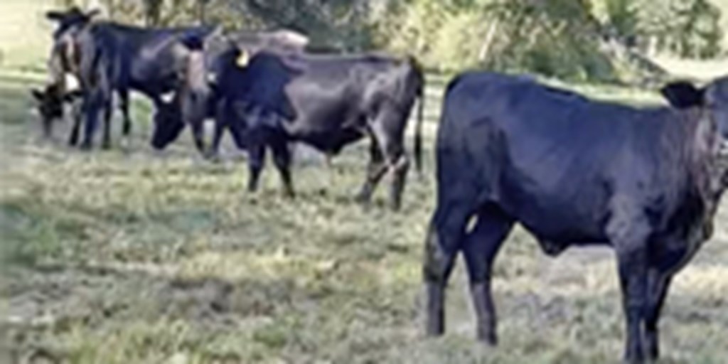 100 Brangus Bred Heifers... Southeast LA
