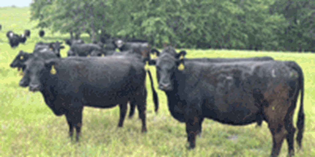 43 Angus & BWF Cows... Southwest MO