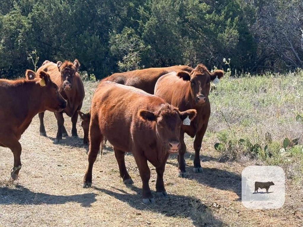 Cattle Range Listing Photo