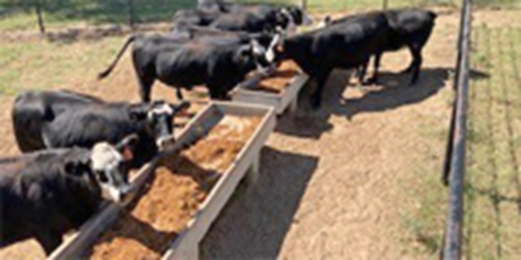 27 Angus Cross 'BWF' Bred Heifers... Northeast TX