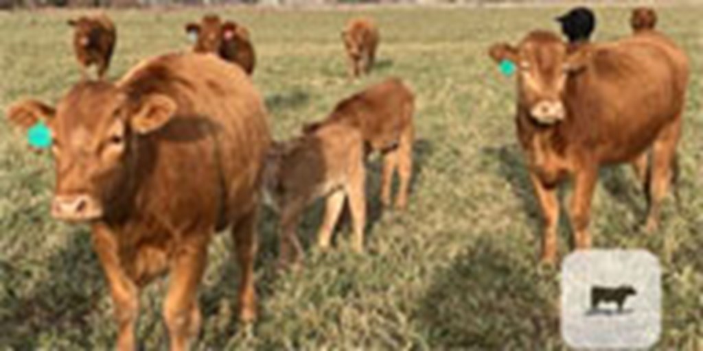 10 Reg. Red Wagyu/Akaushi Pairs... Southeast ID