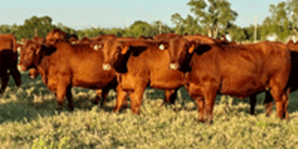 87 Red Angus Bred Heifers... N. Central OK