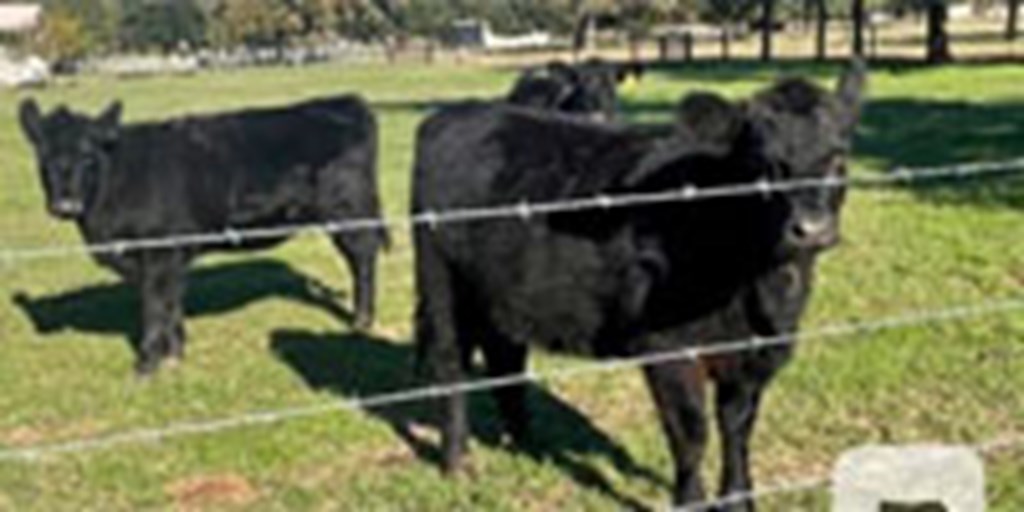 3 Angus Rep. Heifers.. Central TX