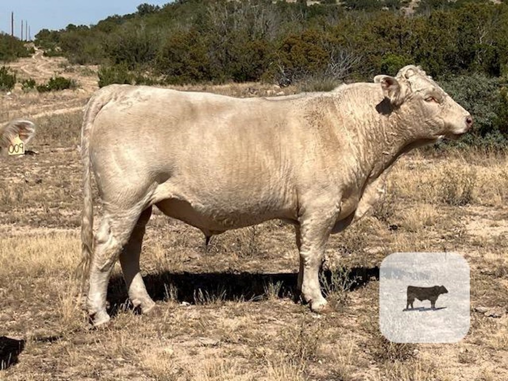 Cattle Range Listing Photo