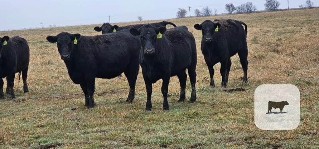 Cattle Range Listing Photo