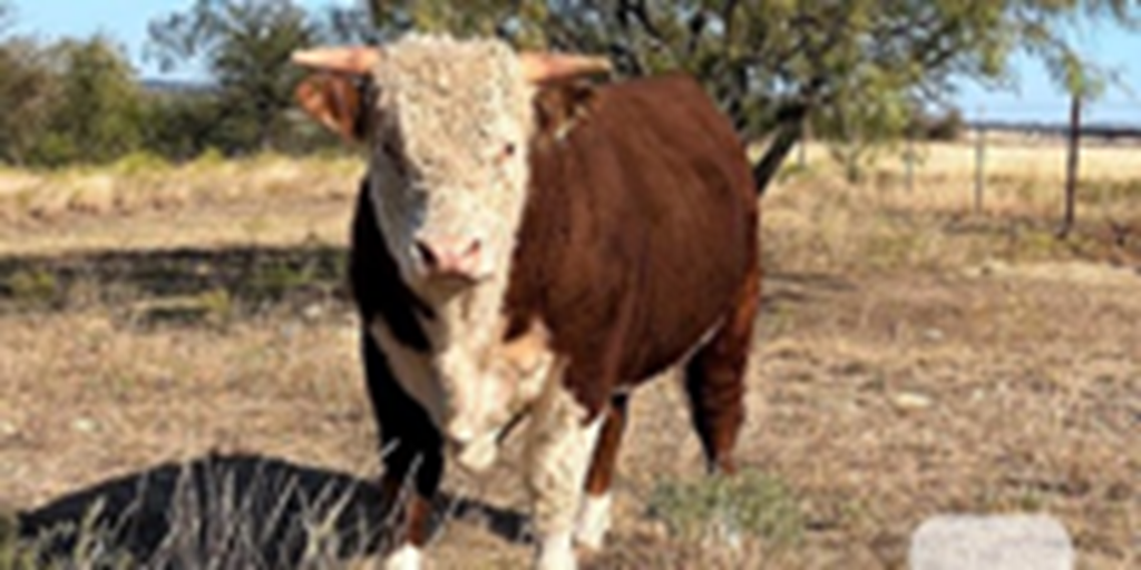 1 Reg. Hereford Bull... N. Central TX