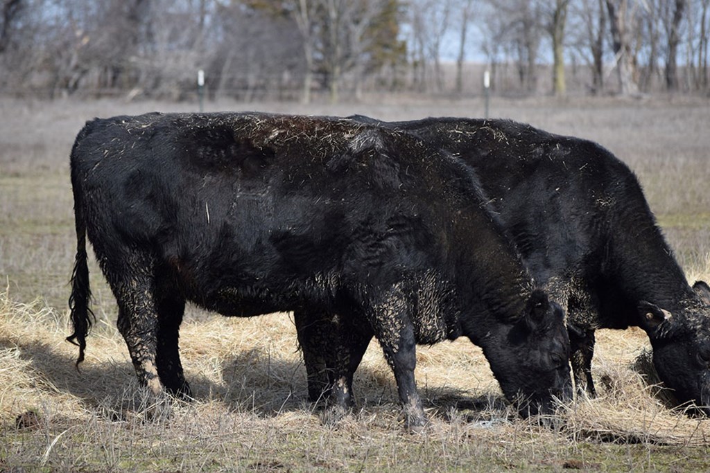 Cattle Range Listing Photo