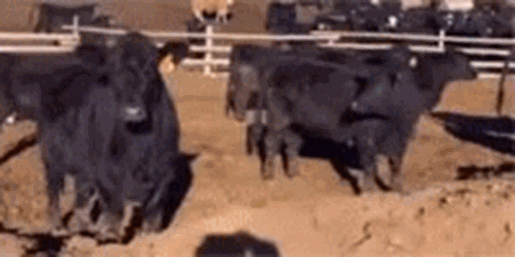 80 Angus Cross Cows... W. Central Utah