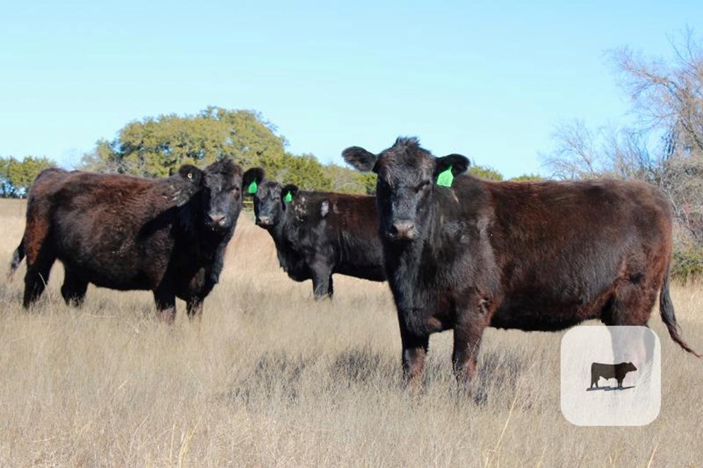 Cattle Range Listing Photo