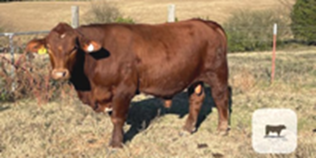 1 Reg. Beefmaster Bull... Eastern TN