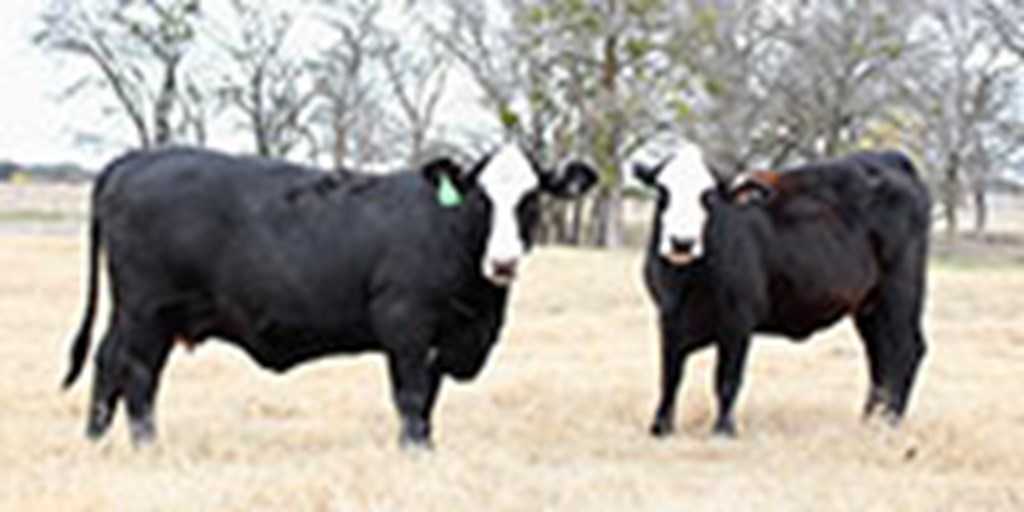 15 Brangus Baldy Bred Heifers... Central TX