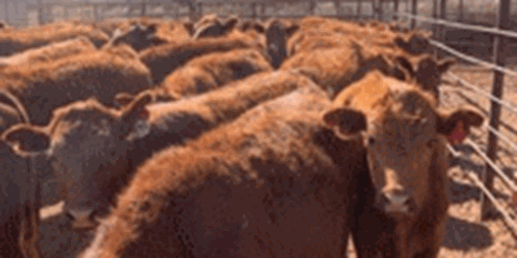 28 Red Angus Rep. Heifers.... W. Central OK