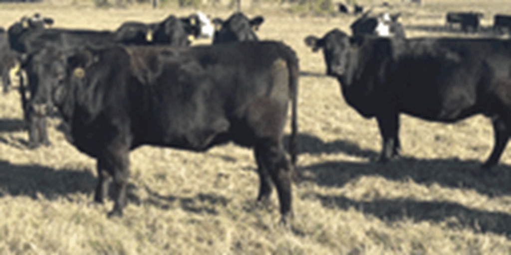 40 Angus & BWF Cows... Southwest MO