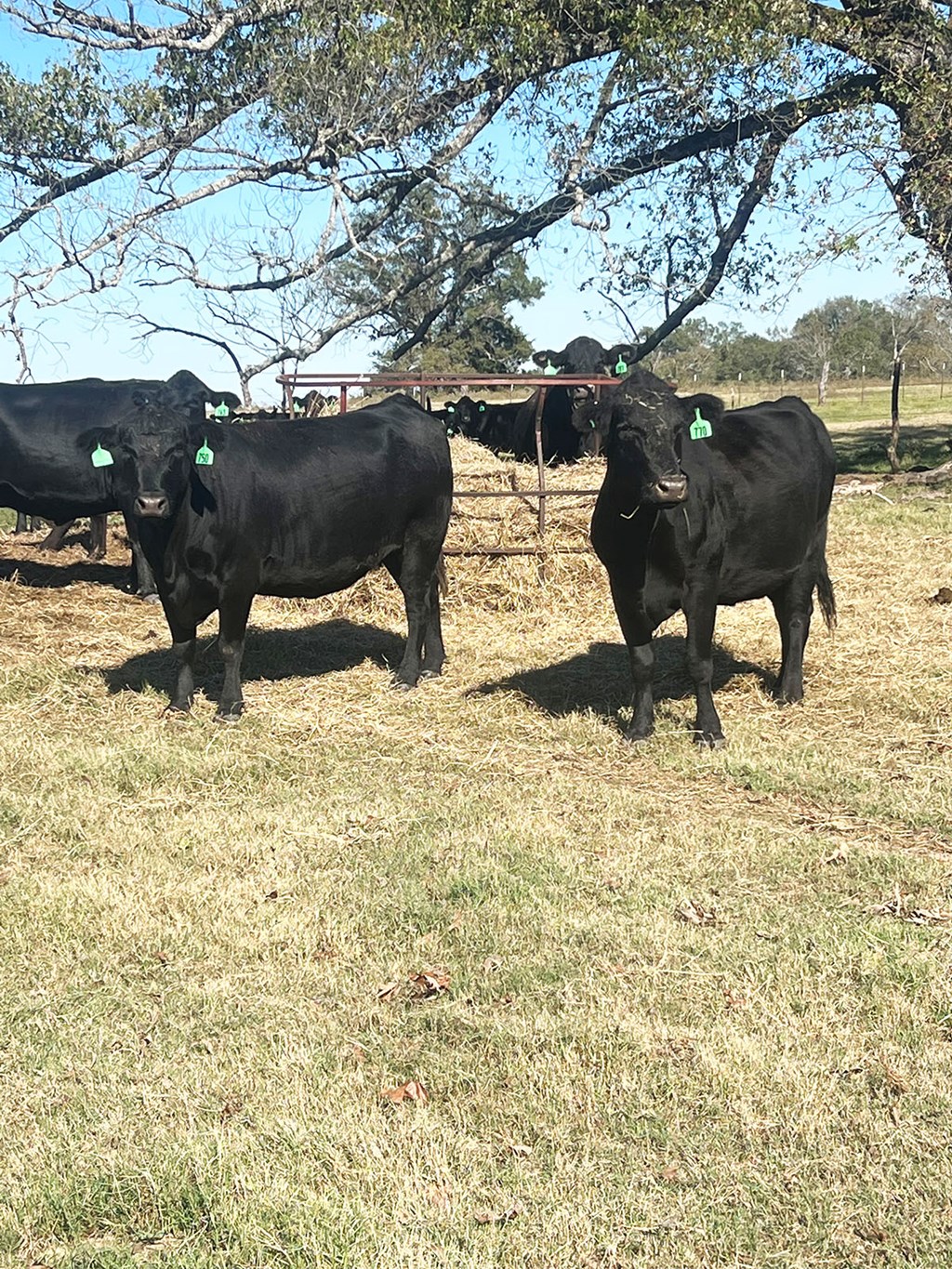 Cattle Range Listing Photo