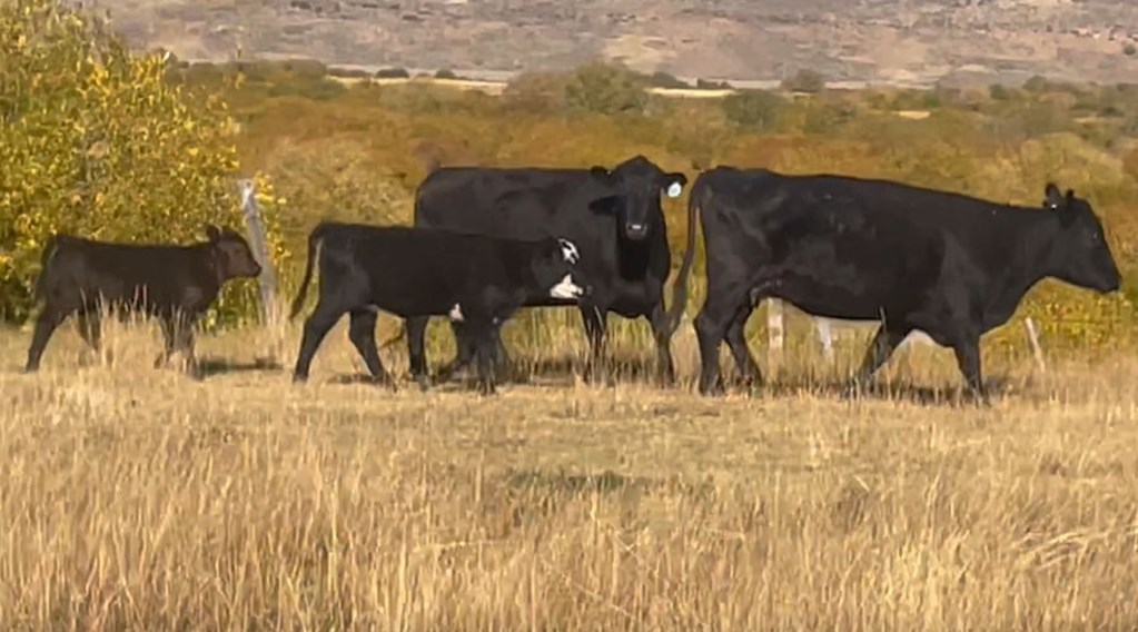 Cattle Range Listing Photo