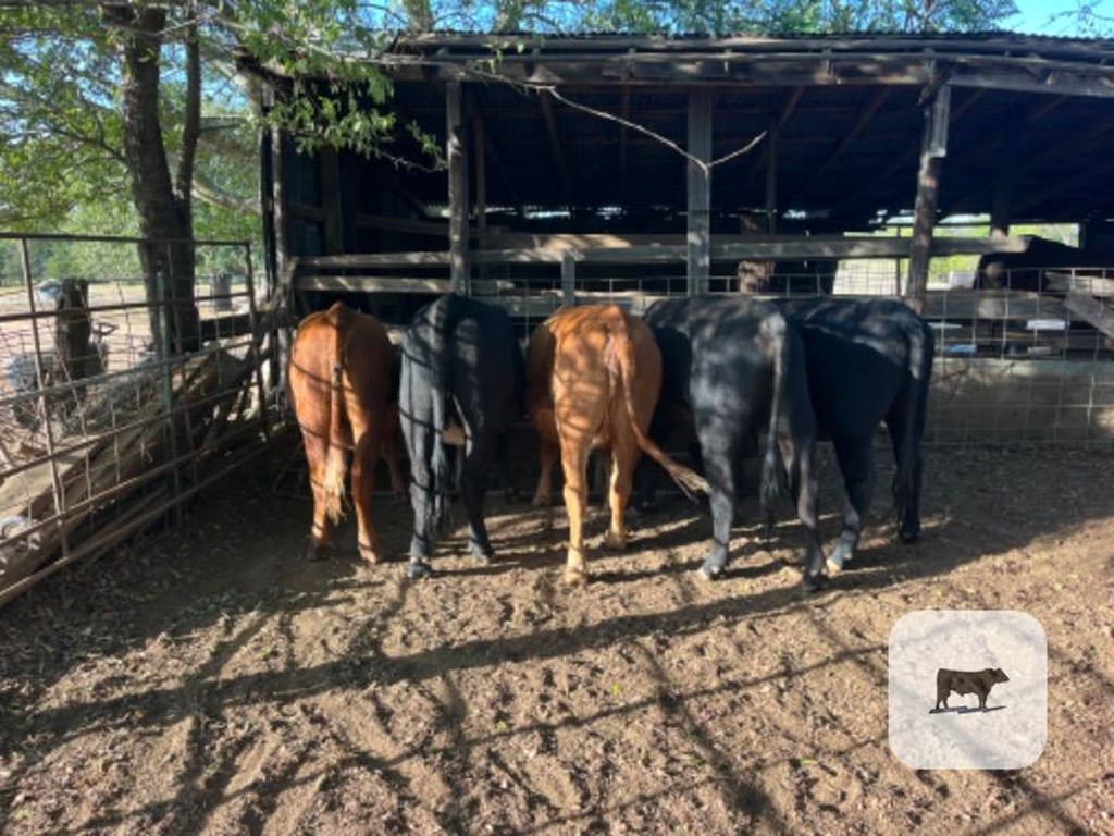 Cattle Range Listing Photo