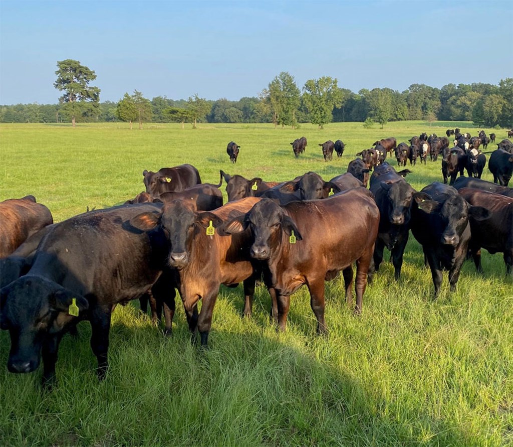 Cattle Range Listing Photo