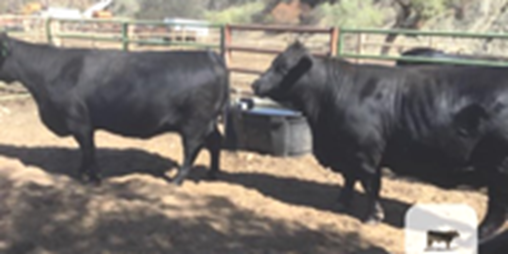 17 Beefmaster Cows... Central CA