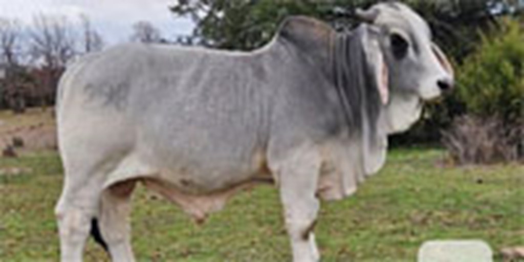 4 Reg. Brahman Bulls... Southeast OK