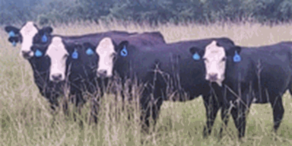 16 Angus Cross 'BWF' Bred Heifers... Northeast MS