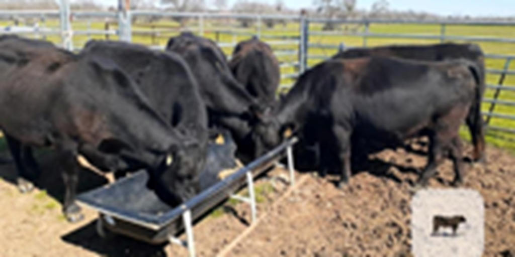 19 Angus & BWF Cows... N. Central TX