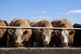 U.S. Cattle on Feed Down 2 Percent; Placements Down 6 Percent