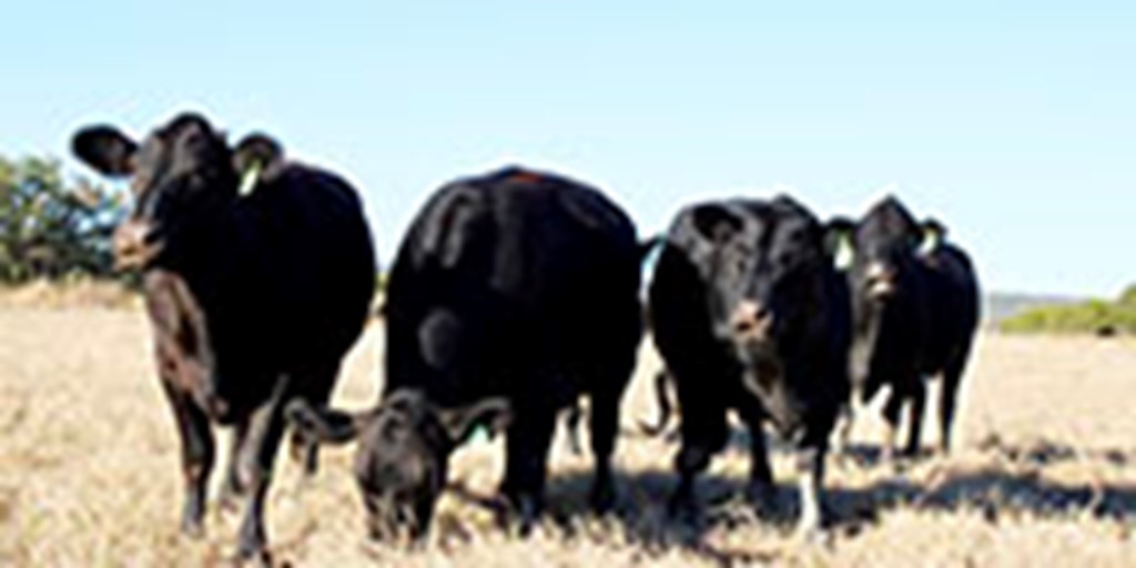 7 Angus Cows w/ 3+ Calves... Central TX