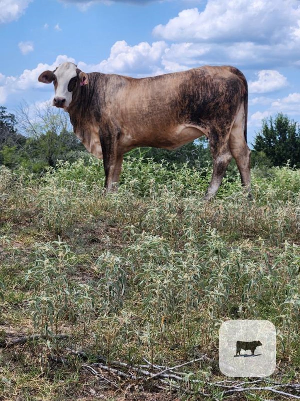 Cattle Range Listing Photo