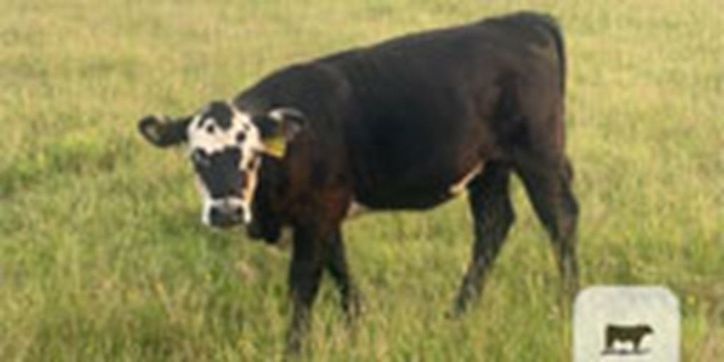 4 Reg. Black Hereford Rep. Heifers... East TX