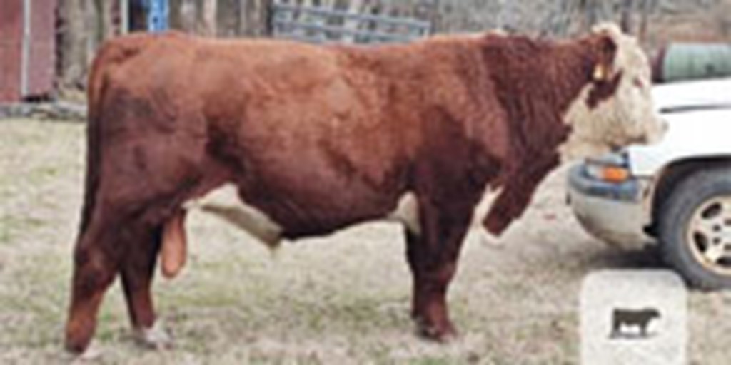 1 Reg. Hereford Bull... East TX