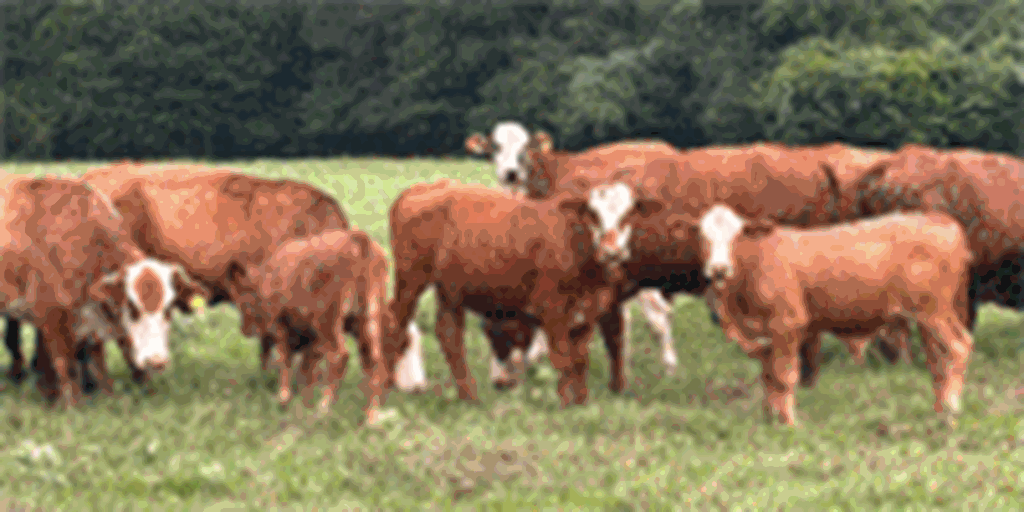 900	Angus, Red Angus, Angus Plus & F1 Braford Cows w/ 550+ Calves... Southeast TX