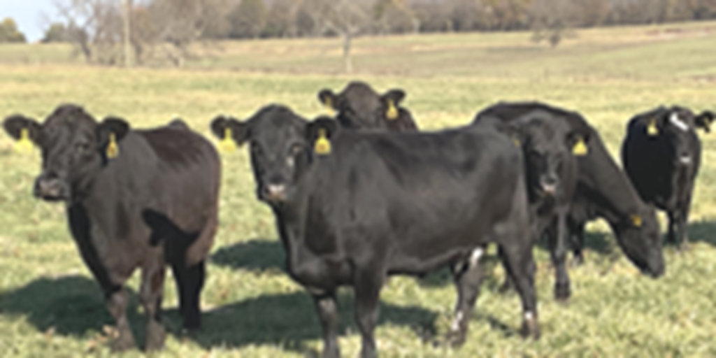 40 Angus & BWF Open Cows... Southwest MO