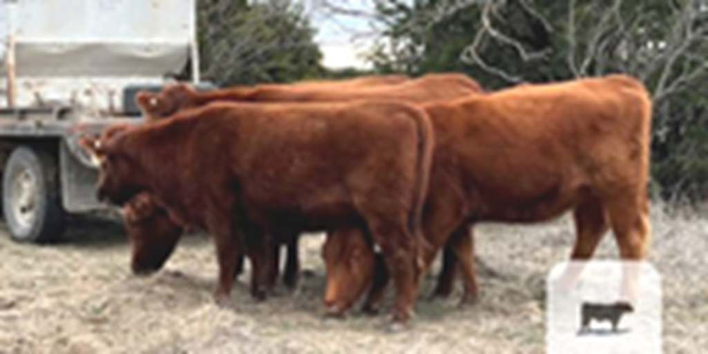 15 Red Angus Bred Heifers... North TX ~ BVD-PI Neg.