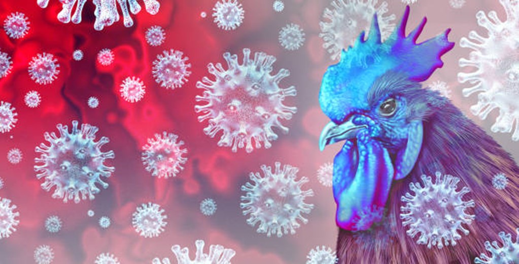 Bird Flu Outbreak Spreads to 12 States