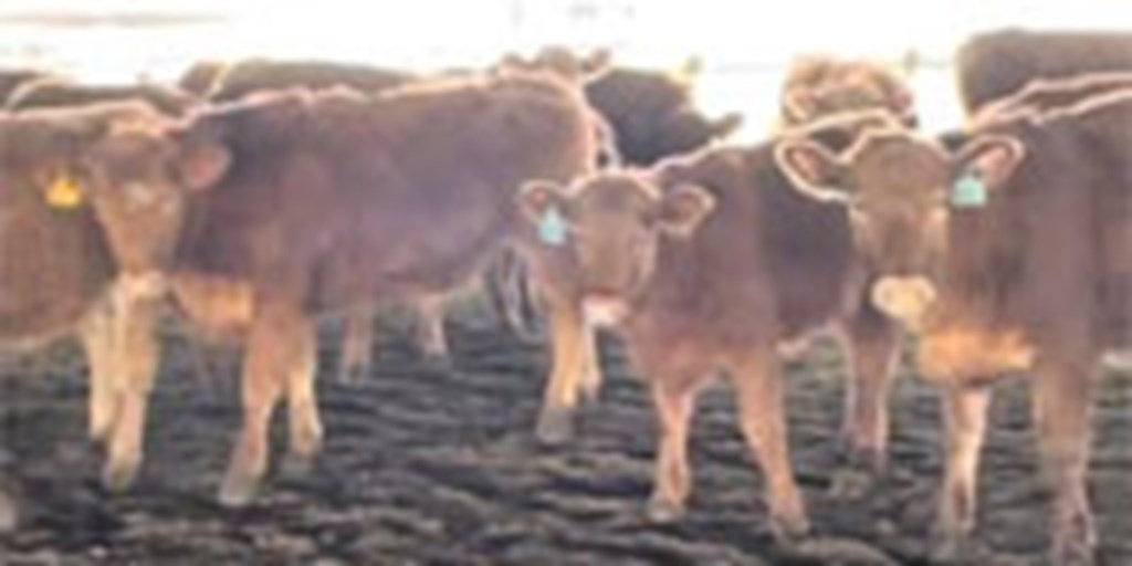 125 Akaushi/Red Angus Stocker Calves...  N. Central AR