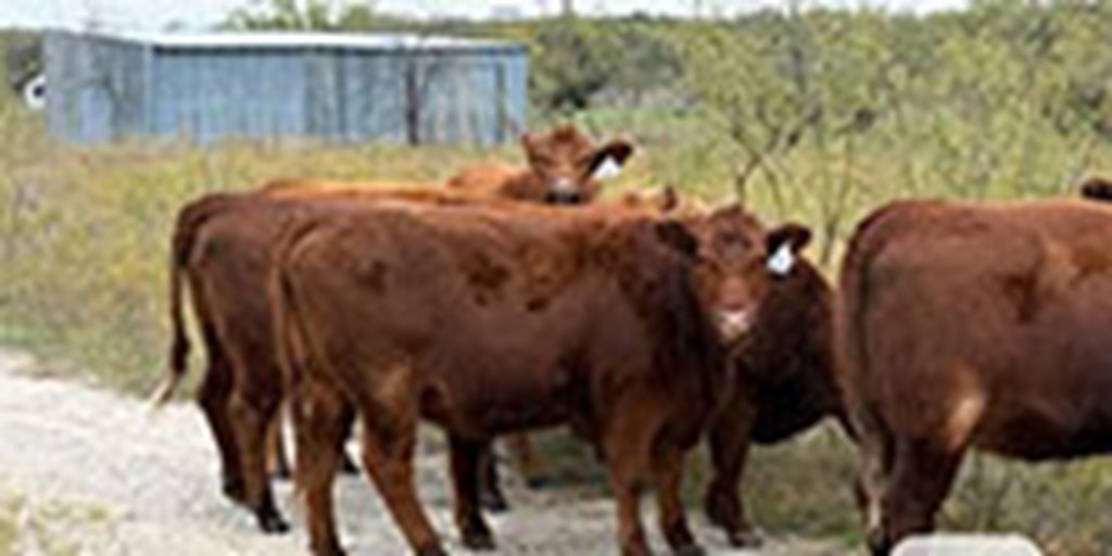 35 Red Angus Bred Heifers... North TX