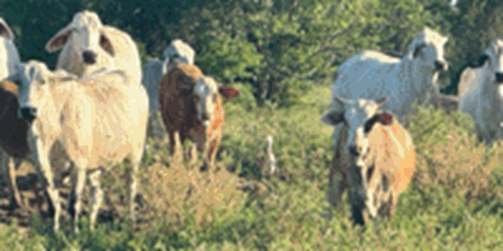 130	Brahman Cows w/ 70+ Calves... Southeast TX