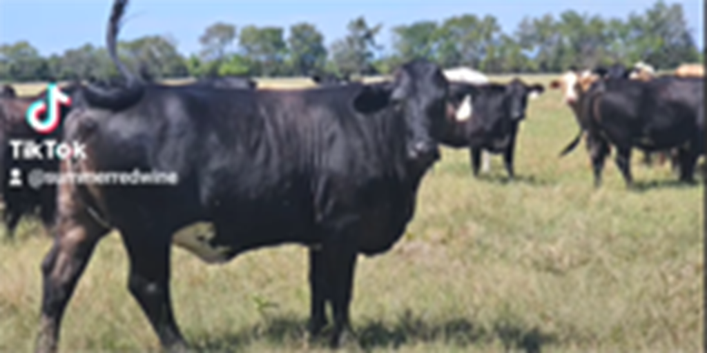 140	Brangus Cross Cows w/ 8+ Calves... Northeast TX