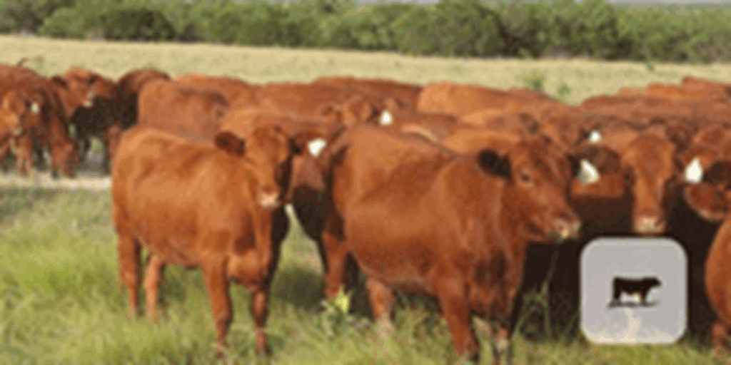 200 Red Angus Bred Heifers... North TX