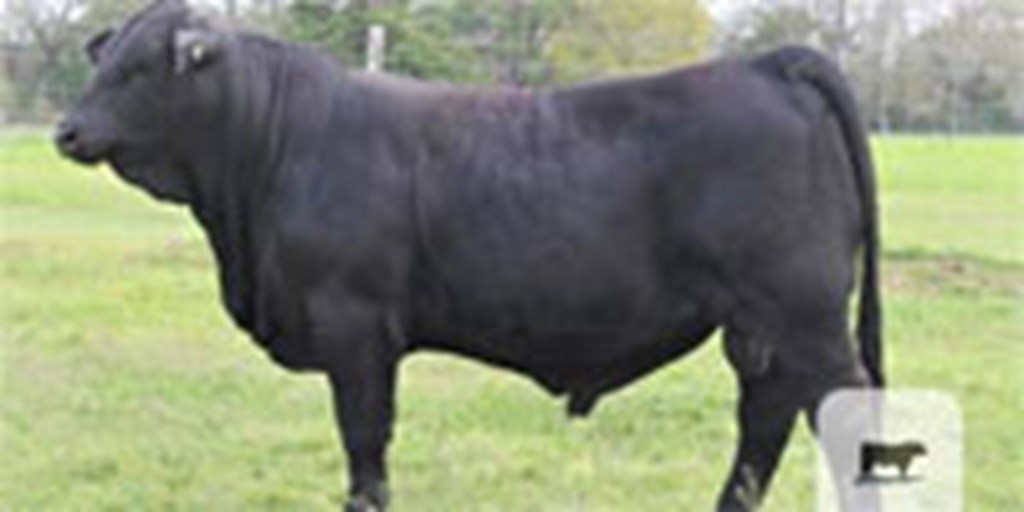 10 Reg. Brangus Bulls... S. Central TX